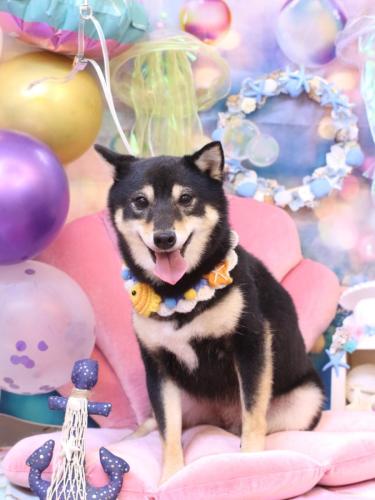 20240824小町ちゃん